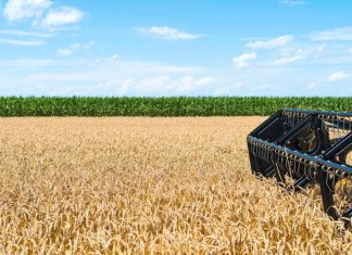 FUNCIONÁRIOS SÃO PRESOS POR DESVIO MILIONÁRIO DE SOJA EM MORRINHOS