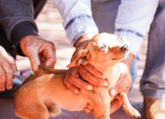 Dia D de Vacinação Antirrábica em Quirinópolis mobiliza comunidade pela saúde de pets