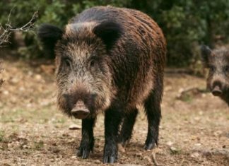 Porcos selvagens aparecem com carne azul neon e preocupam autoridades nos EUA; veja foto