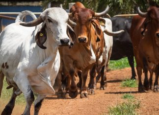 Produtores devem ficar atentos aos sinais clínicos de febre aftosa