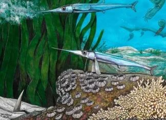 Cientistas brasileiros identificam nova espécie de peixe pré-histórico