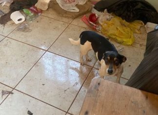 Polícia procura mulher que abandonou cachorros em casa trancada em Caçu