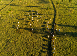 Leilão projeta mais de R$ 30 bilhões para restauração de áreas degradadas no Brasil