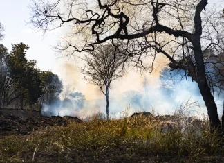 Goiás registra redução de 33% em queimadas em julho, mas seca mantém alerta