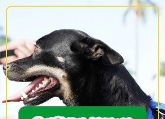 CASTRAMÓVEL EM QUIRINÓPOLIS: AÇÃO DE BEM-ESTAR ANIMAL COM DEPUTADO DANIEL AGROBOM