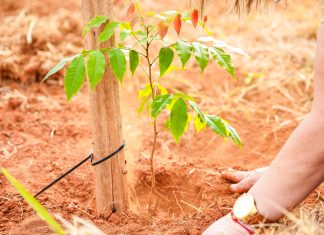 QUIRINÓPOLIS CELEBRA O DIA DA ÁRVORE COM PLANTIO DE MUDAS NO CÓRREGO DAS CLEMÊNCIAS