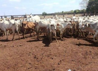 MAIS DE 100 CABEÇAS DE GADO FURTADAS EM GOIÁS SÃO LOCALIZADAS NO INTERIOR DO TOCANTINS; PARTE DO REBANHO MORREU
