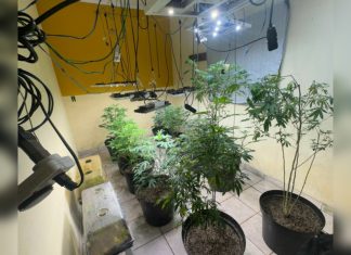 OPERAÇÃO POLICIAL LOCALIZA ESTUFA COM CENTENAS DE MUDAS DE MACONHA EM RESIDÊNCIA