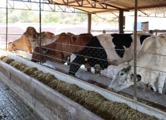 Governo amplia prazo de inscrições ao Programa de Melhoramento Genético Bovino para Agricultura Familiar