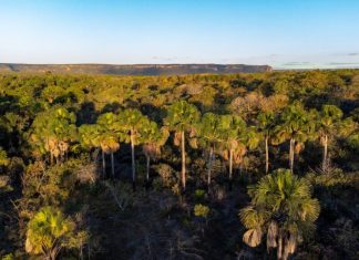 Goiás remunera produtores rurais que preservam Cerrado
