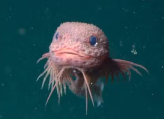 Nova espécie de peixe é encontrada e aparência fofa surpreende cientistas; veja vídeo