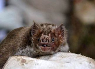 Agrodefesa reforça importância de notificação de casos suspeitos de raiva