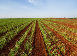 Alta nos preços da uréia pode abrir caminho para os biológicos