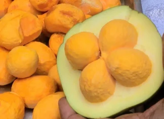 Produção do pequi em Goiás despenca 22% e impacto atinge produtores locais