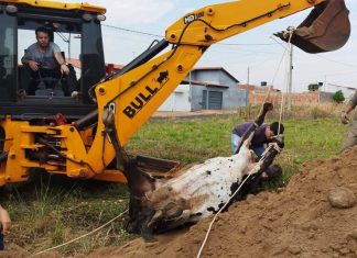 Bombeiros resgatam vaca que caiu em fossa, com auxílio de retroescavadeira, em Quirinópolis