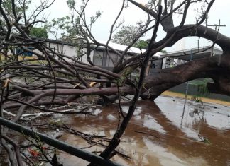 Árvore cai durante ventania e deixa seis alunos feridos em escola de Gouvelândia