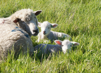 Melhoramento genético impulsiona criação da “ovelha do futuro”