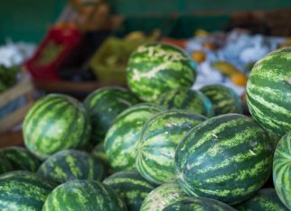 Goiás lidera produção nacional de melancia