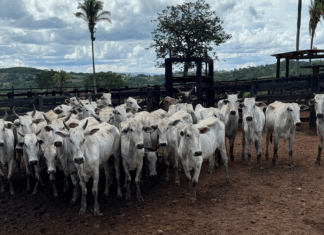 PCGO e PMGO prende autores de roubo simulado e recupera rebanho em menos de 24 horas