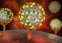 Vírus Nipah: o que é a doença com alta taxa de mortalidade registrada na Índia e quais os riscos para o Brasil