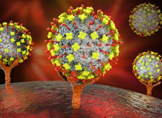 Vírus Nipah: o que é a doença com alta taxa de mortalidade registrada na Índia e quais os riscos para o Brasil